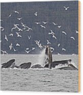 Humpback Whale Megaptera Novaeangliae #1 Wood Print