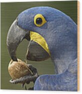 Hyacinth Macaw Anodorhynchus #1 Wood Print
