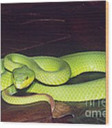 Island Pit Viper #1 Wood Print