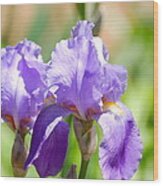Lavender Iris I #1 Wood Print
