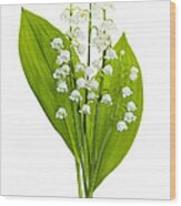 Lily-of-the-valley Flowers #4 Wood Print