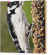 Male Downy Woodpecker  #1 Wood Print