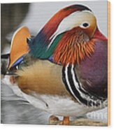 Mandarin Duck #1 Wood Print