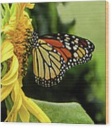 Monarch And The Sunflower Wood Print