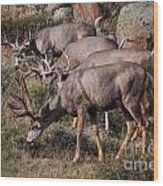 Mule Deer Bucks #2 Wood Print