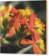 Orange Orchid #1 Wood Print