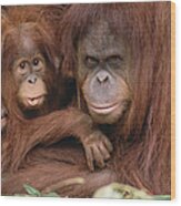 Orangutan Pongo Pygmaeus Mother Wood Print