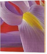 Photograph Of A Dutch Iris #2 Wood Print