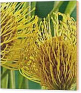 Picture Of A Pincushion Protea #1 Wood Print