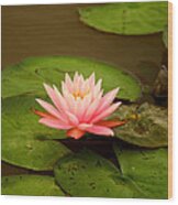 Pink Water Lily #1 Wood Print