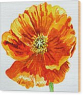 Poppy #2 Wood Print