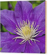 Purple Clematis Flower #1 Wood Print