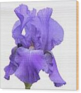 Purple Iris On White #1 Wood Print