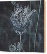 Queen Anne's Lace #1 Wood Print