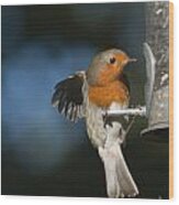 Robin #1 Wood Print