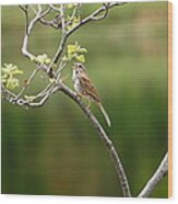 Song Sparrow #1 Wood Print
