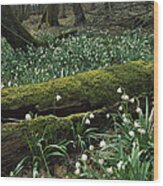 Spring Snowflake Leucojum Vernum #1 Wood Print