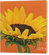Sunflower Closeup 1 Wood Print