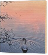 Swan Sunset #1 Wood Print