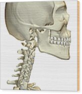 The Bones Of The Head, Neck And Face #1 Wood Print