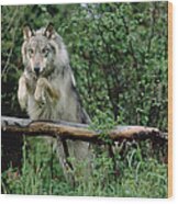 Timber Wolf Leaping Over Fallen Log #1 Wood Print