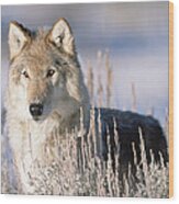Timber Wolf Portrait North America #1 Wood Print