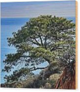 Torrey Pines #1 Wood Print