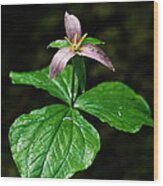 Wet Trillium Wood Print