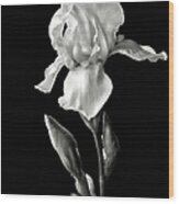 White Iris In Black And White #1 Wood Print