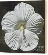 White Rose Mallow Hibiscus #1 Wood Print