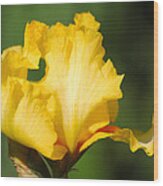 Yellow And White Iris Wood Print