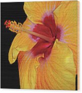 Yellow Hibiscus #1 Wood Print