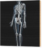 Human Skeleton, Artwork #10 Wood Print