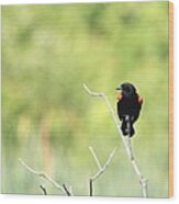 Red-winged Blackbird #10 Wood Print