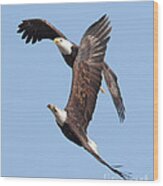 Bald Eagle #108 Wood Print