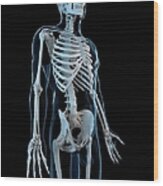 Human Skeleton, Artwork #11 Wood Print