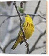 Yellow Warbler #11 Wood Print