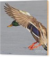Male Mallard Duck In Flight #18 Wood Print