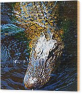 Alligator In Mississippi River #2 Wood Print