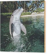 Bottlenose Dolphin Portrait Hawaii #2 Wood Print