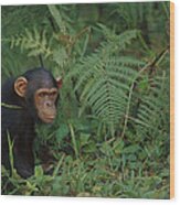 Chimpanzee On Forest Floor Wood Print