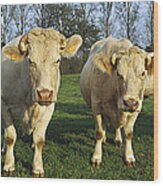 Domestic Cattle Bos Taurus Charolais #2 Wood Print