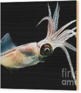 Eye Flash Squid Wood Print