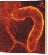 Helicobacter Pylori Bacterium #2 Wood Print