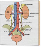 Illustration Of Urinary System #2 Wood Print