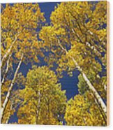 Quaking Aspen Grove In Fall Colors #2 Wood Print