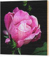 Regal Rose Wood Print