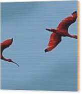 Scarlet Ibis #2 Wood Print