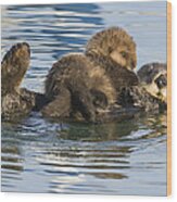 Sea Otter Mother And Pup Elkhorn Slough Wood Print