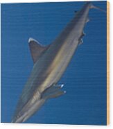 Silvertip Shark, Kimbe Bay, Papua New #2 Wood Print